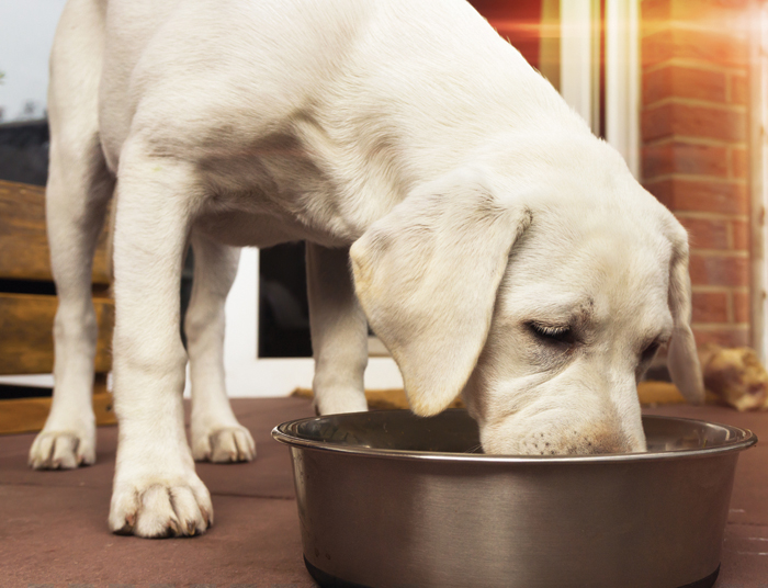 Der größte Teil der befragten Hundehalter verwendet in erster Linie fleischbasiertes Futter. Bild: Adobe Stock