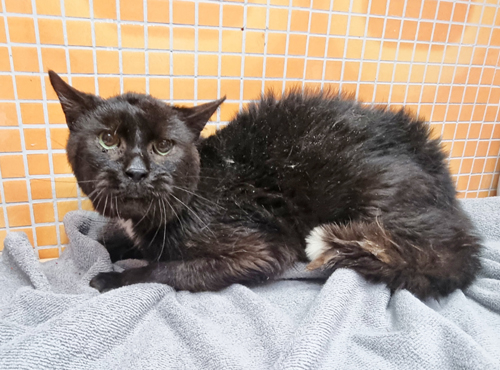 Diese aus einem Animal Hoarding-Fall beschlagnahmte Katze ist unterernährt und krank und muss im Tierheim mühsam aufgepäppelt werden. Bild: 
Tierschutzverein Mühlhausen
