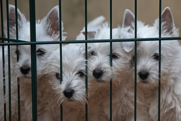 Unter den 731 illegal transportierten Tieren befanden sich im letzten Jahr alleine 629 Hunde. Bild: Adobe Stock