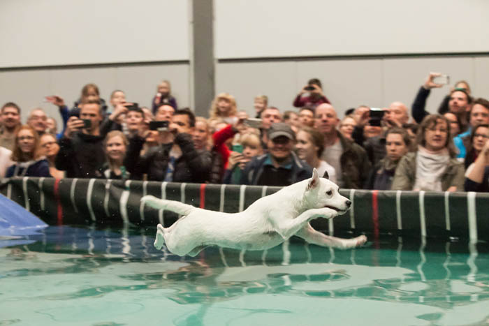 25.000 Besucher kamen zur Publikumsmesse Dogs & Fun nach Dortmund.