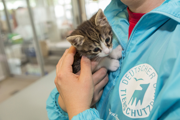 Tierheime am Rande ihrer Kapazitäten: Viele können keine Abgabetiere mehr aufnehmen, auch wenn sie es gerne würden. Bild: Deutscher Tierschutzbund 