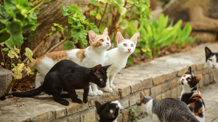 Group of stray cats sitting on pathway curb, looking up as someo