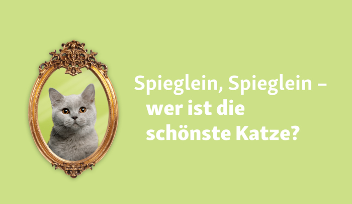 Weltkatzentag: Spektakuläre Fressnapf-Aktion geht weiter