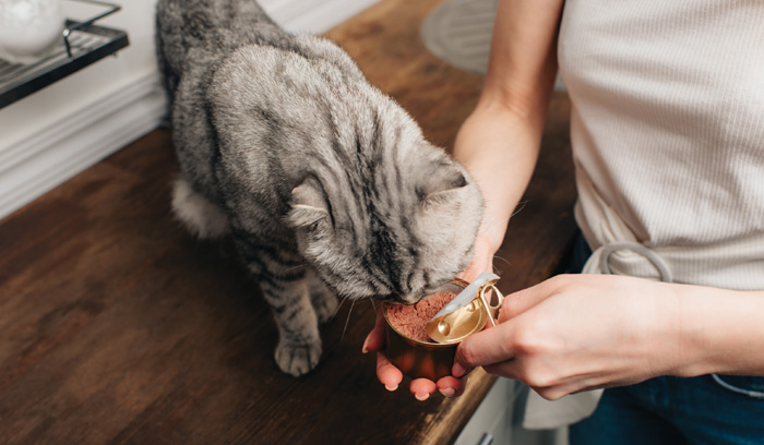 Katzen sind bereits seit vielen Jahren die beliebtesten Heimtiere in Deutschland. Bild: Adobe Stock